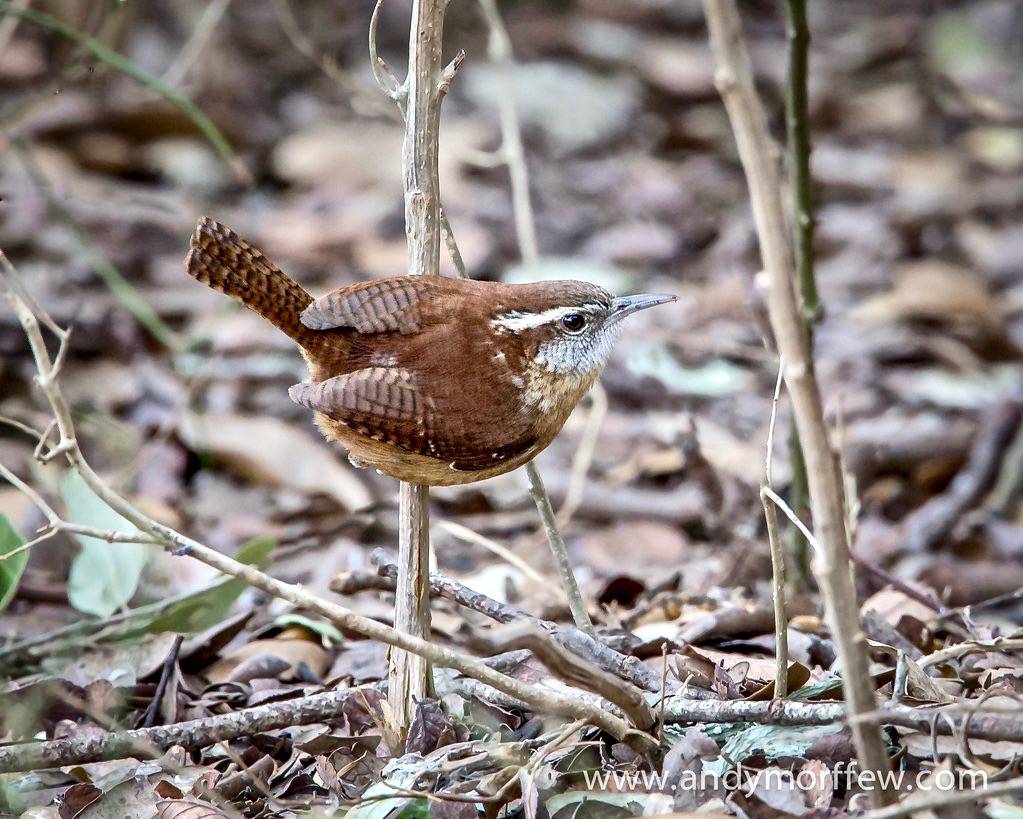 Carolina Wren by Andy Morffew is licensed under CC BY 2.0